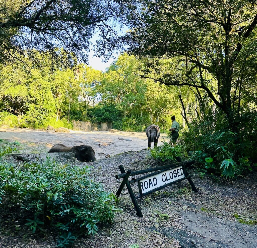 Road closed sign in front of an elephant in Kilimanjaro Safaris in Disney's Animal Kingdom